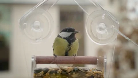 Bird Great tit eats grain from a feeder fixed on the window. 動画素材 164759671