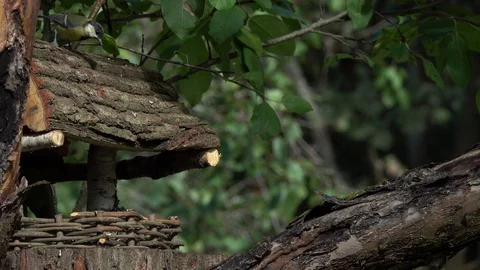 Bird Great Tit eats sunflower seeds on a beautiful decorative feeding trough Vídeos de archivo 114757575