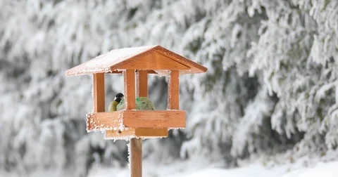 Bird great tit (Parus major) feeding in wooden bird feeder Stock-Footage 72014167