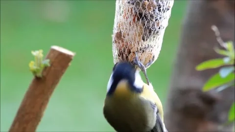 Bird great tit (Parus major) eats fat birdseed  Stock Footage 144052718