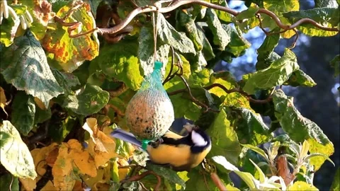 Bird great tit (Parus major) eats fat birdseed  Stock Footage 144053624