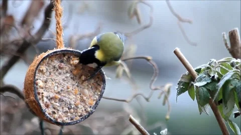 Bird Great Tit (Parus Major) on coconut feeder   Vidéo 144058053