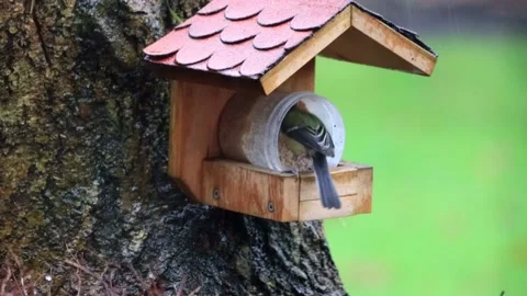 Bird great tit (Parus major) eats fat birdseed  Stock Footage 147601137