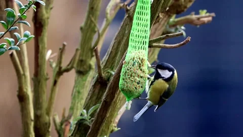 Bird great tit parus major on feeding place Stock Footage 188511475