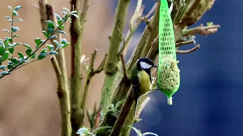 Bird great tit parus major on feeding place Stock Footage 202203009