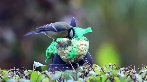 Bird great tit Parus major pecks nuts Stock Footage 221328141