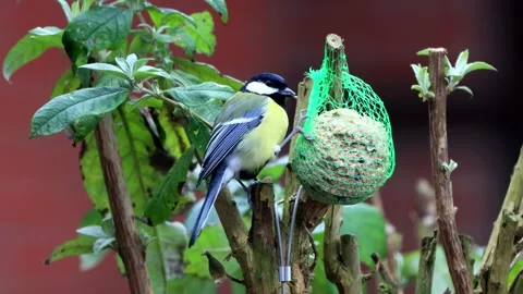 Bird great tit ( Parus Major) eats fat bird seed Stock Footage 226919659
