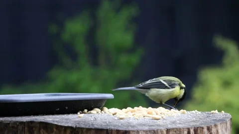 Bird great tit Parus major pecks nuts Stock Footage 231035524