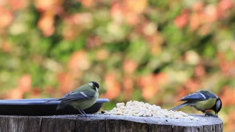 Bird great tit Parus major pecks nuts Stock Footage 246300547