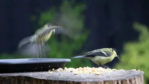 Bird great tit Parus major pecks nuts Stock Footage 247440104