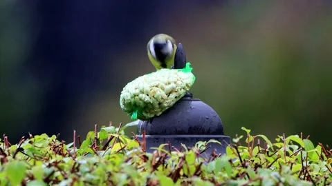 Bird great tit pecks nuts, Parus major Stock Footage 226921492