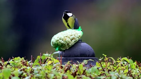 Bird great tit pecks nuts, Parus major Stock Footage 226921518
