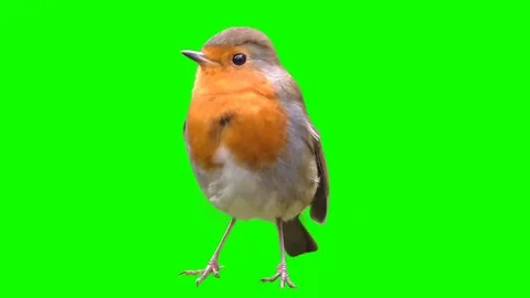 Bird on a green background, cut out Stock Footage 69230373