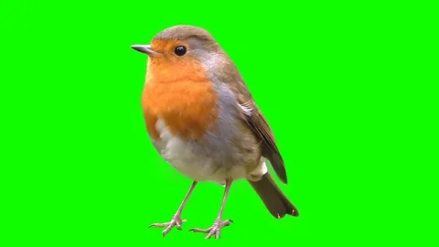 Bird on a green background, cut out Stock Footage 69230381