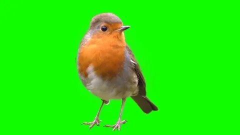 Bird on a green background, cut out Stock Footage 69230388