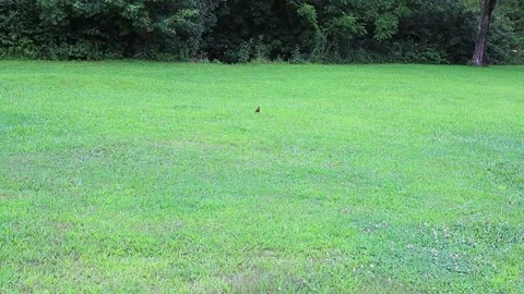 A bird in a green field Stock Footage 142849934