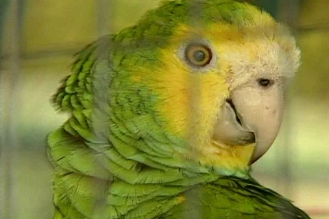 Bird green Stock Footage 281332