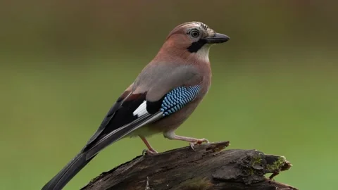 Bird in the green forest. Eurasian Jay, Garrulus glandarius, portrait of nice bi Stock Footage 164298659