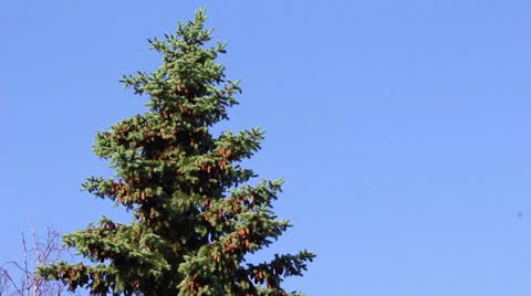 Bird on a green fur-tree Stock Footage 24653477