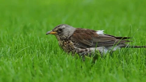 A bird on the green grass Stock Footage 78158553