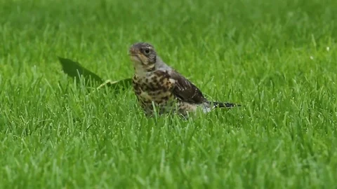 A bird on the green grass 库存影片 78158754