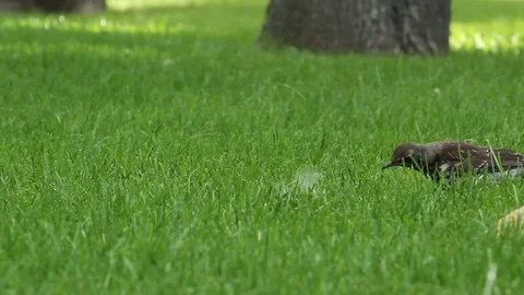 A bird on the green grass Stock Footage 78172900