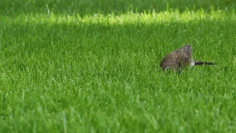 A bird on the green grass Stock Footage 78173266