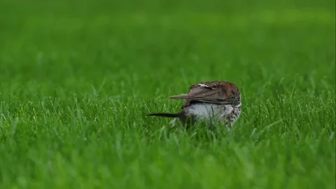 A bird on the green grass Stock Footage 78173917