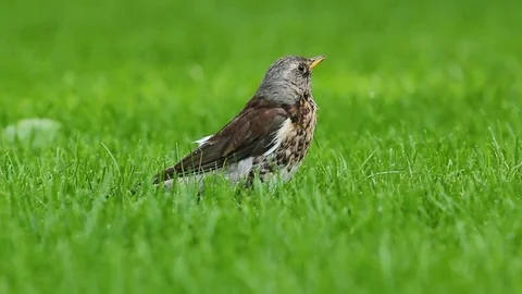 A bird on the green grass 库存影片 78174983