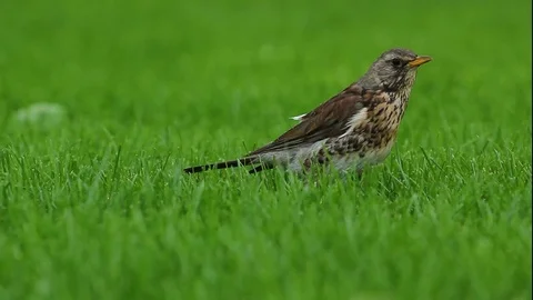 A bird on the green grass Stock Footage 78174996