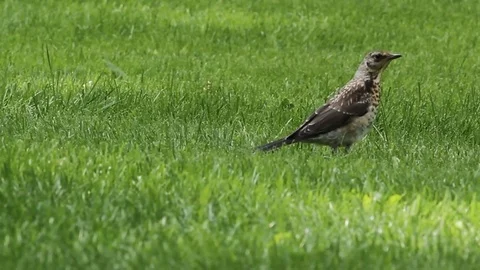A bird on the green grass 库存影片 78183045