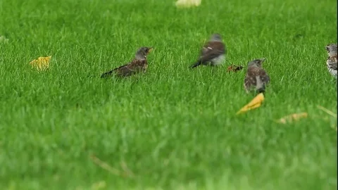 A bird on the green grass 库存影片 78183161