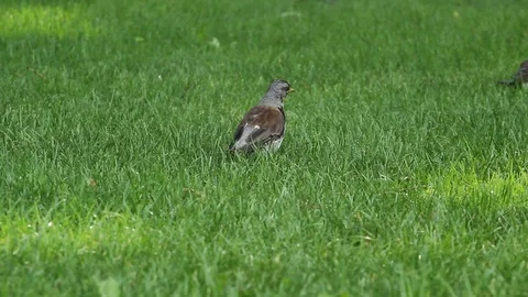 A bird on the green grass 库存影片 78185990