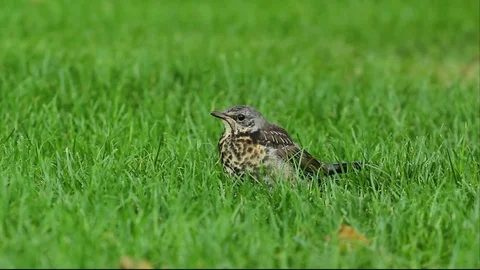 A bird on the green grass 库存影片 78186921