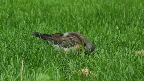 A bird on the green grass 库存影片 78189041