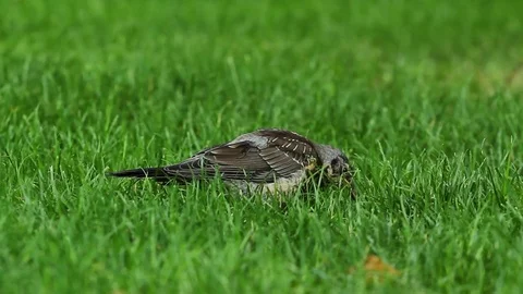 A bird on the green grass 库存影片 78190034