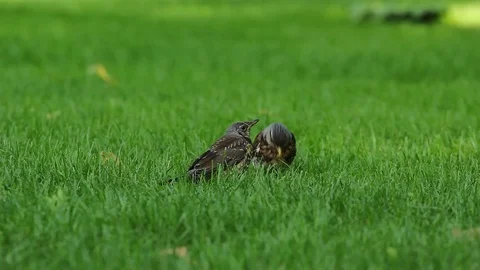 A bird on the green grass 库存影片 78191358