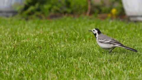 Bird on green grass Video stock 157233256