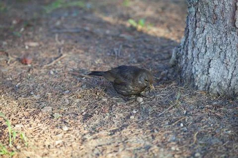 Bird on the green grass under tree Stock-Fotos