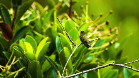 Bird in Green Leaves Stock Footage 292821866
