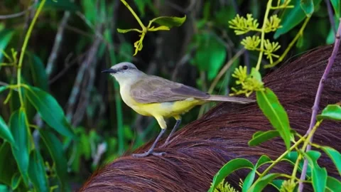 Bird in Green Shrubs Stock Footage 292821534