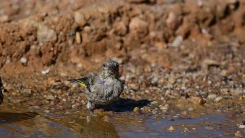 A bird greenfinch drinks water in a puddle. Chloris chloris Stock-Footage 139652108