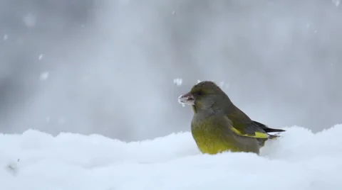 Bird Greenfinch eating seeds during snow storm in the winter Stock Footage
