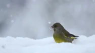 Bird Greenfinch Eating Seeds During Snow Storm In The Winter Stock Footage