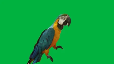 Bird Greenscreen 103 Stock Footage 198652872