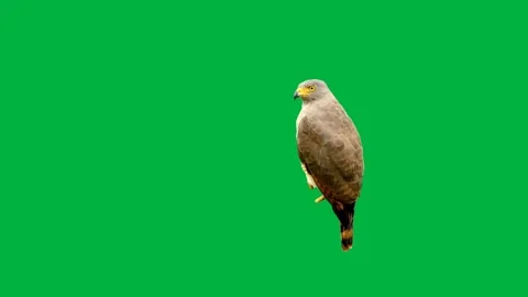 Bird greenscreen 107 Stock Footage 198652877