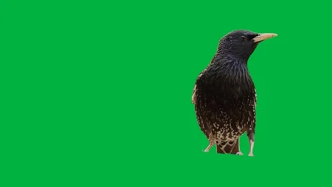 Bird Greenscreen 110 Stock-Footage 198652888