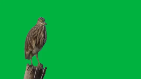 Bird Greenscreen 114 Stock Footage 198652887