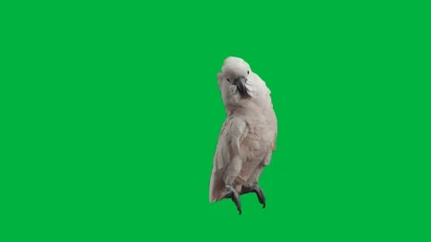 Bird Greenscreen 117 Stock Footage 198652900