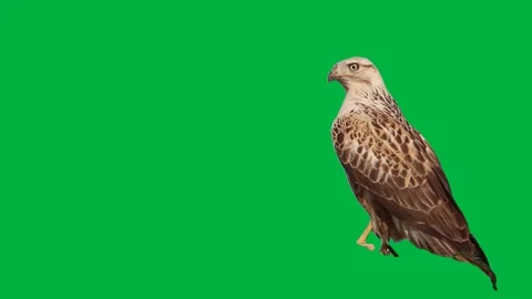 Bird Greenscreen 123 Stock-Footage 198652918